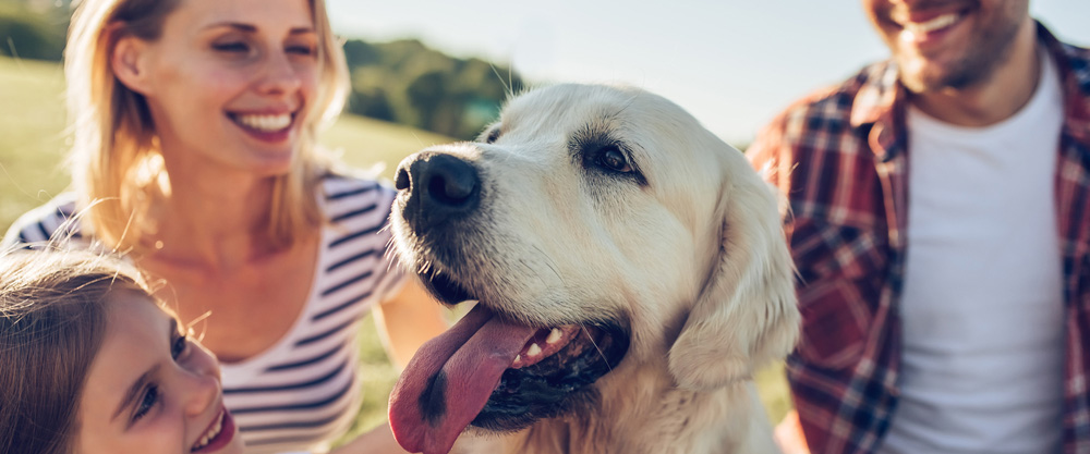 Pets binne ús bêste freonen